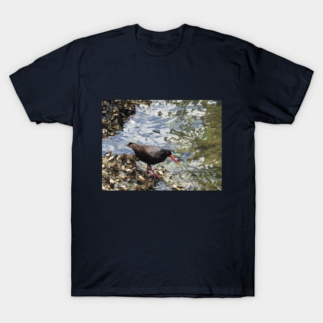 Black Oystercatcher - Coffs Harbour NSW Australia T-Shirt by ABY_Creative